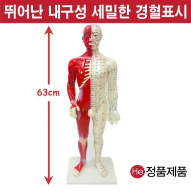 침구동인형 근육포함 60cm 6001ZY 인체모형 사람인체구조 아나토미 뇌구조 대뇌 위모형 간모형 뇌모형 두개골 척추 인대 근육모형 인체해부도 뇌혈관 전신모형 동인형 뇌해부 인체모형 소형 사람인체구조 아나토미 위모형 간모형 뇌모형 두개골 척추 인대 근육모형 인체해부도 척골 요골 전신모형 동인형 경혈인형 손모형 발모형